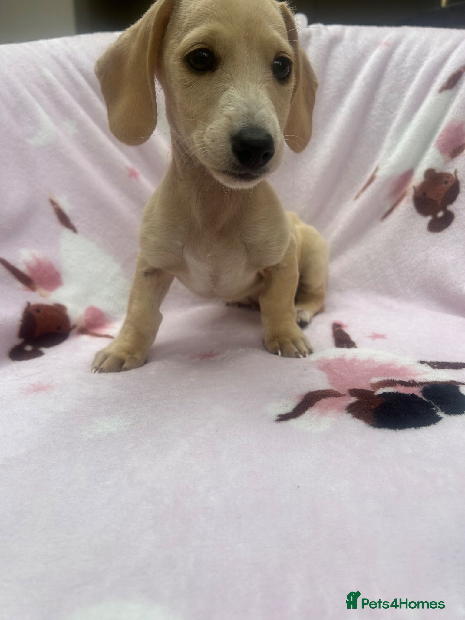 Miniature Dachshund dogs ***english cream mini dachshund ** - Advert 2