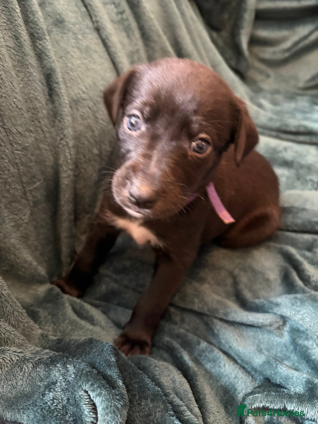 Mixed Breed dogs for sale: Beautiful whippet cross labrador(collie) puppies  - Image 28