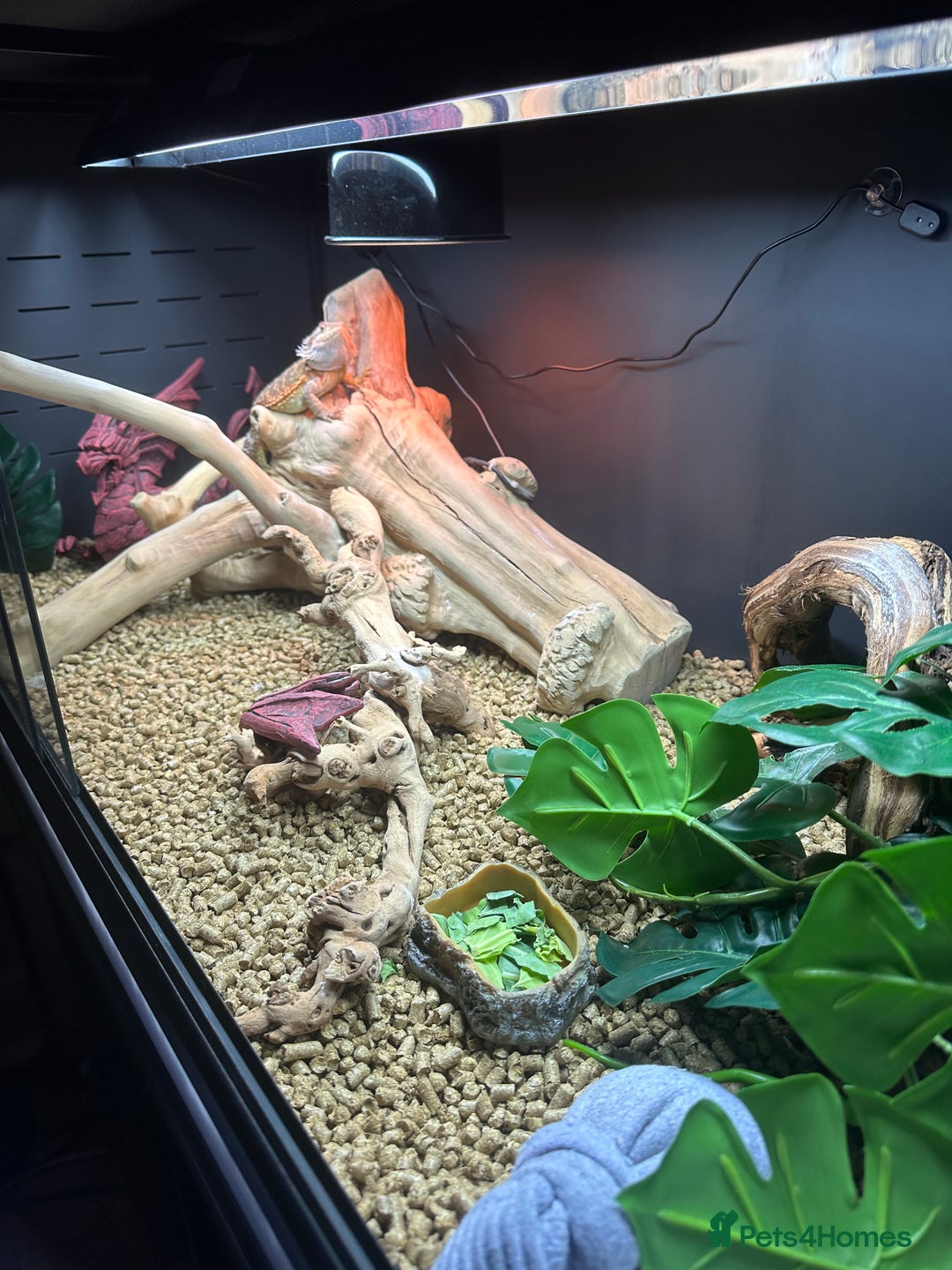 Bearded Dragon reptiles for sale: Red Bearded Dragon+Full working setup+Live food - Image 13