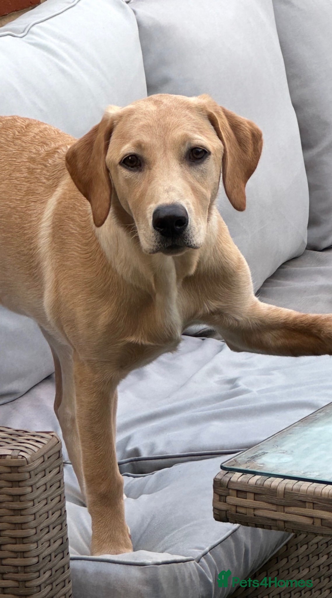 Labrador Retriever dogs Quality Labrador puppies - Golden to Fox Red  - Advert 1