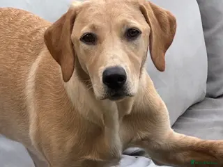 Labrador Retriever dogs Quality Labrador puppies - Golden to Fox Red - Advert 1