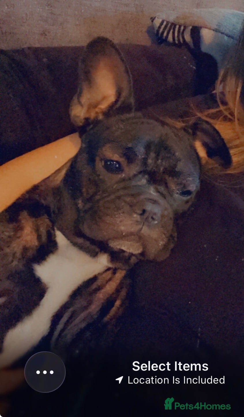 French Bulldog dogs French bulldog  - Advert 12