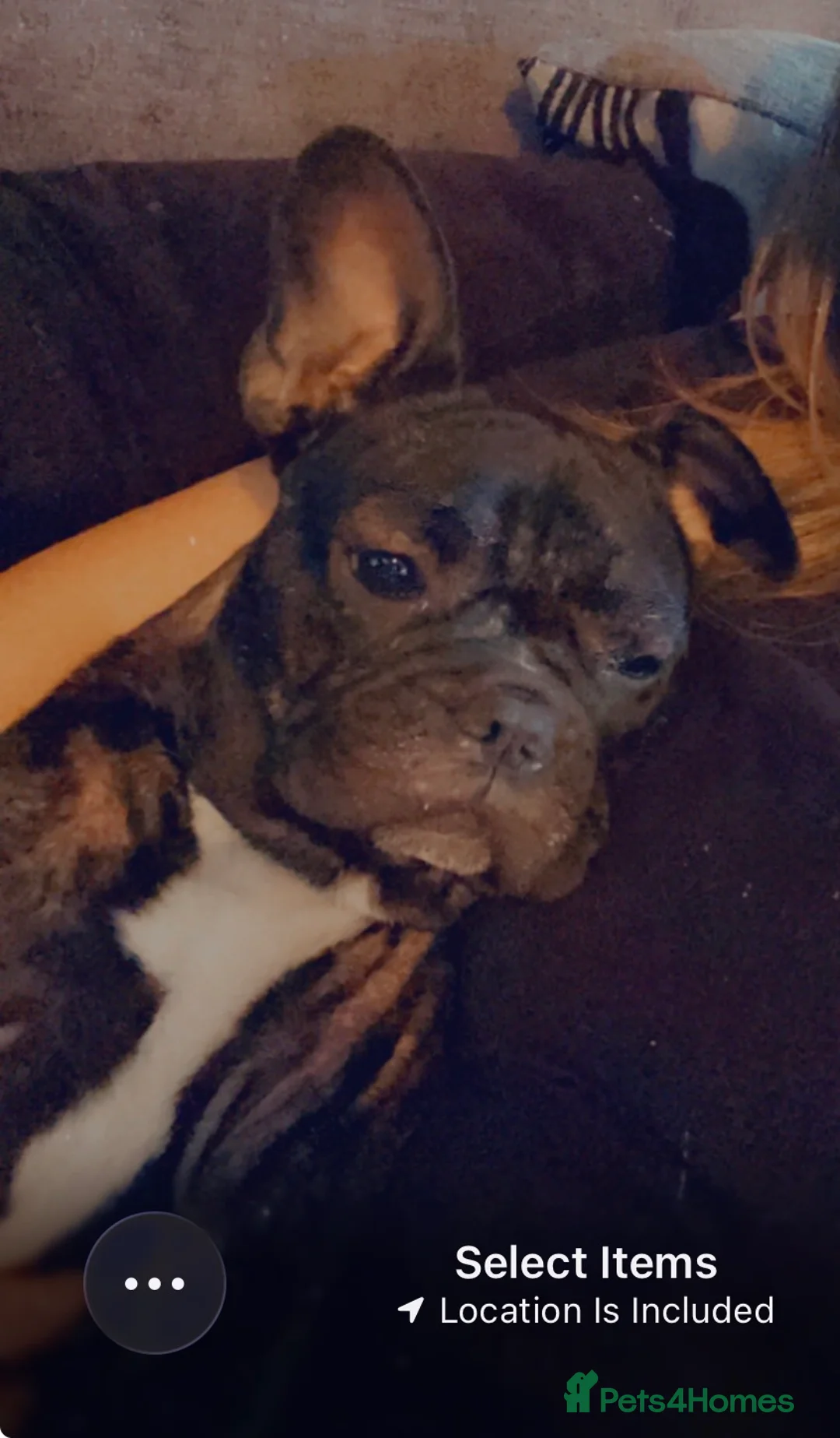 French Bulldog dogs for sale: French bulldog  - Advert 1