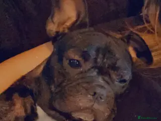 French Bulldog dogs French bulldog - Advert 2