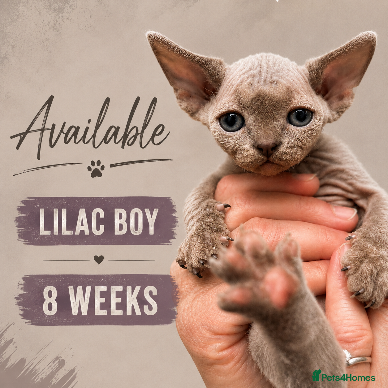 Devon Rex cats Price Reduced!TICARegisteredDevonRex lilac kittens - Advert 2