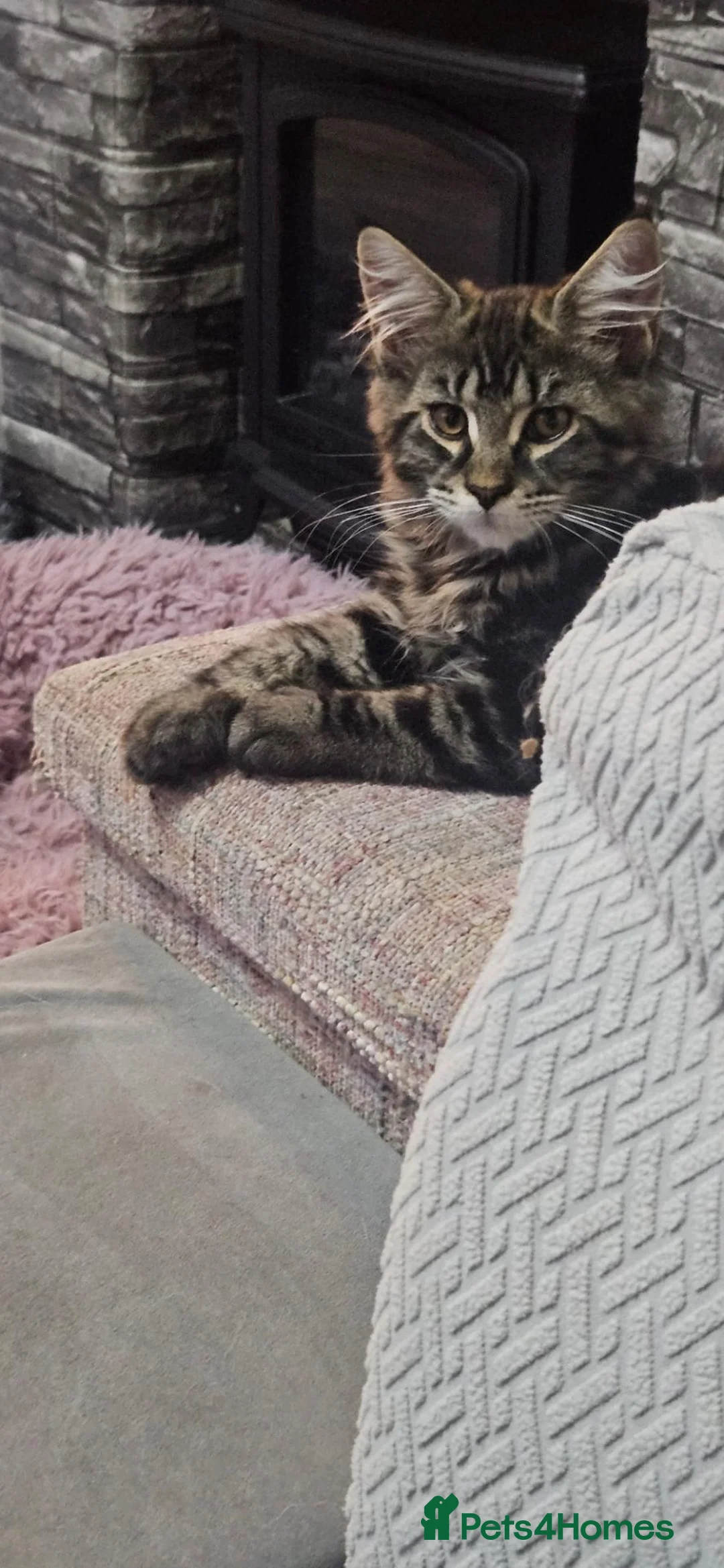 Maine Coon cats for sale: Stunning xl TICA Registered Maine coon Kittens  - Advert 1