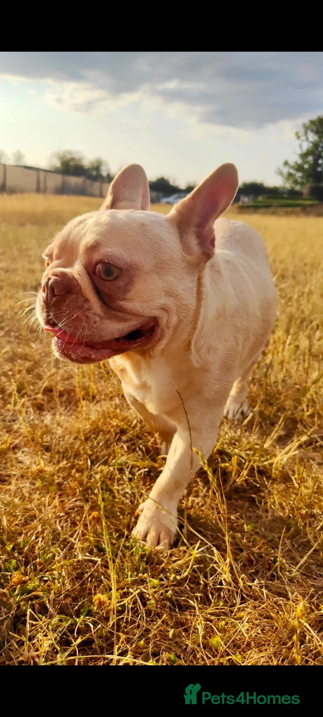 French Bulldog dogs for sale: Loving Adult-Only Home Needed for Pops  - Advert 2