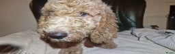 Labradoodle dogs for sale: Labradoodle f1b pups, 1 male, 1 female, stunning. - Advert 3