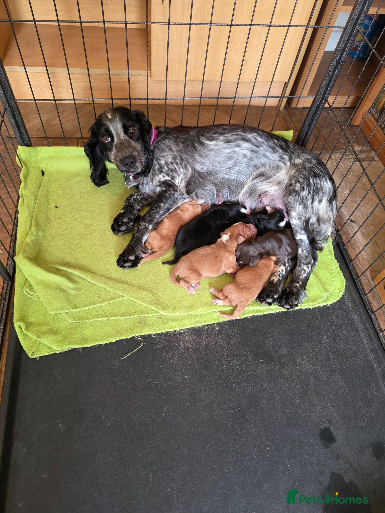 Cocker Spaniel dogs Beautiful working cocker spaniel puppy's  - Advert 1