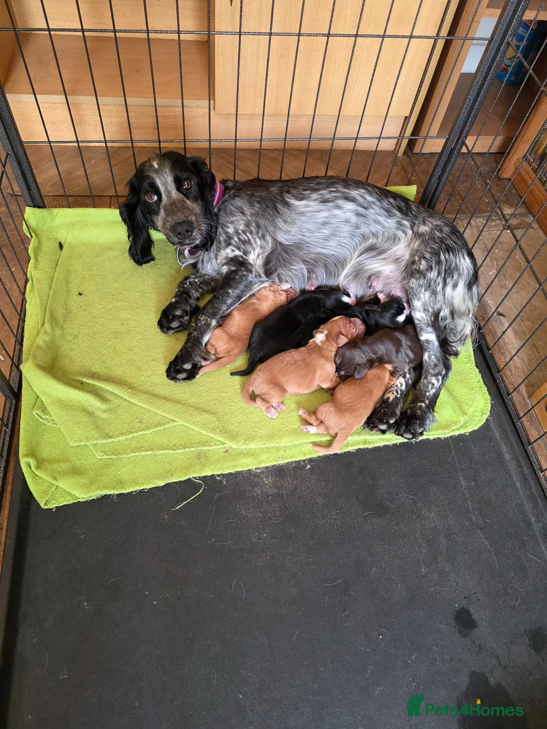 Cocker Spaniel dogs for sale: Beautiful working cocker spaniel puppy's  - Advert 1
