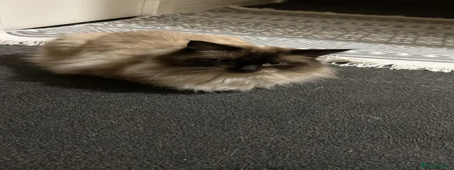 Oscar