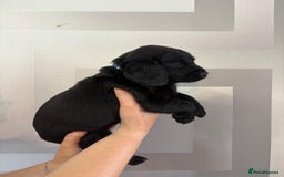 Cockerdor dogs for sale: Cockador puppies  - Image 18