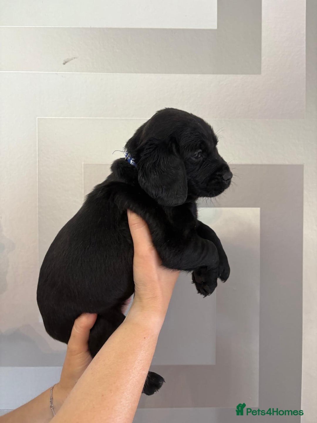 Cockerdor dogs for sale: Cockador puppies  - Image 18
