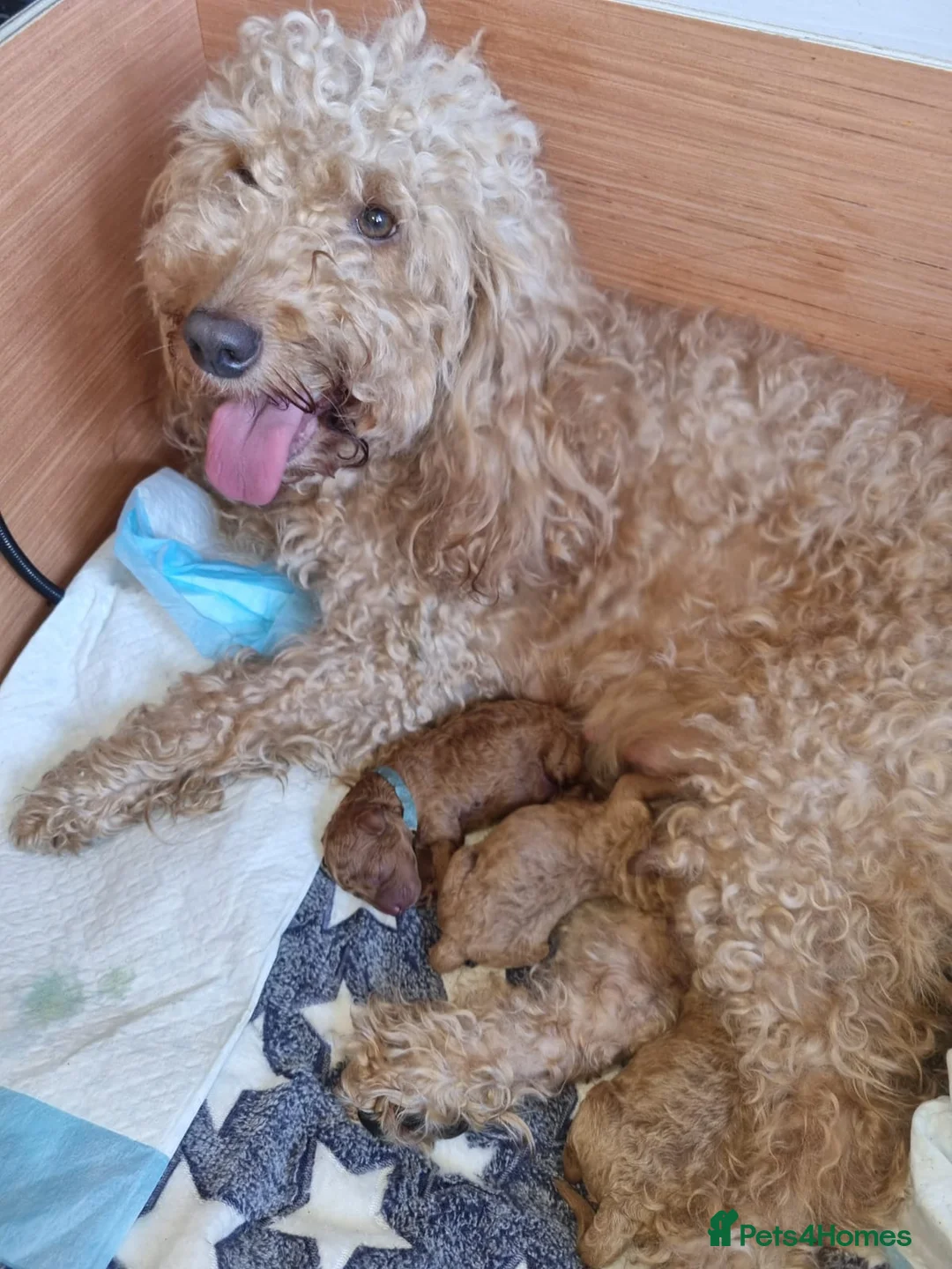 Miniature Poodle dogs for stud: Stunning Red Poodle for Stud in Motherwell - Advert 11