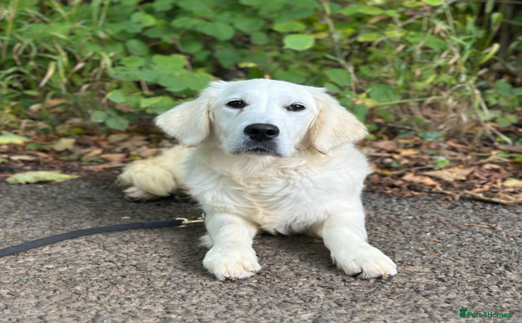Golden Retriever dogs - Advert 12