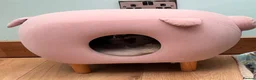 Ragdoll cats for sale: 3 Lilac Blue Ragdoll Little Girls 9wks old  in Colchester - Advert 4