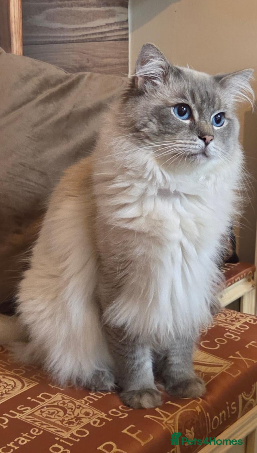 Ragdoll cats *Stud* gccf & tica registered Blue tabby point  - Advert 1
