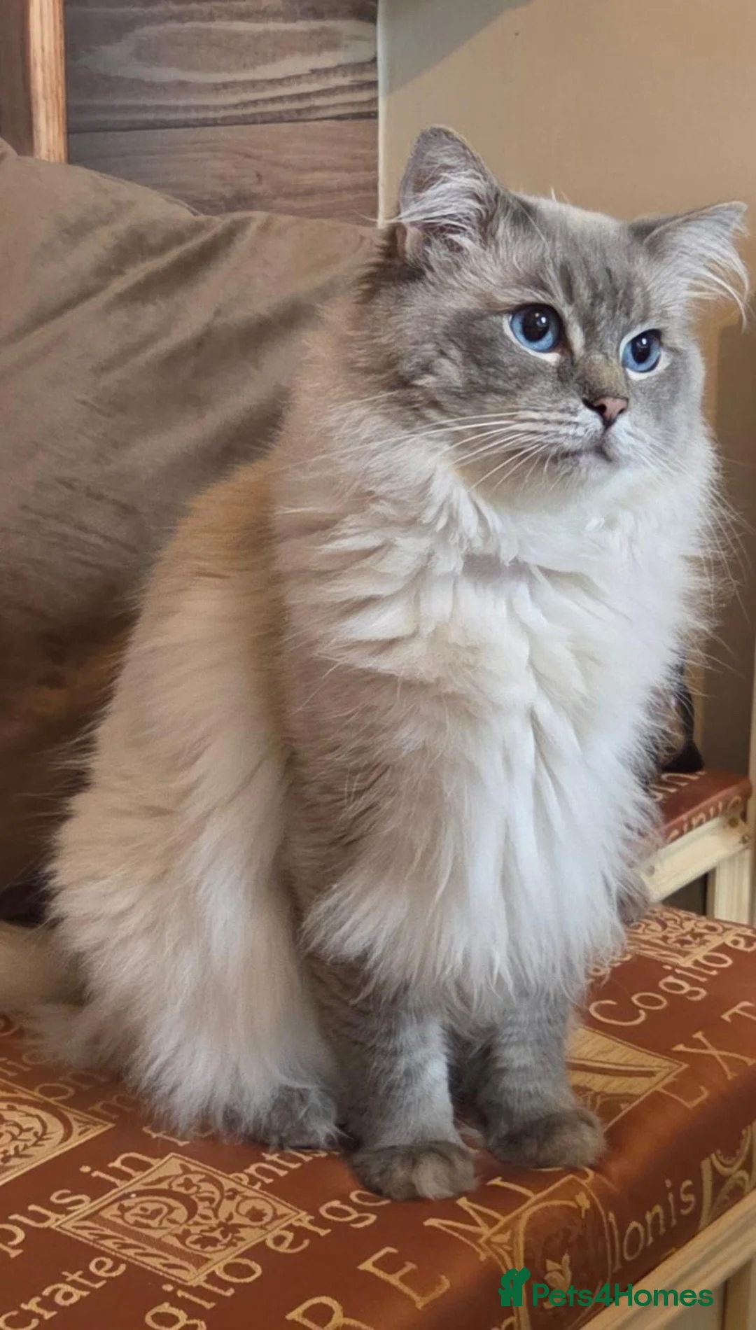 Ragdoll cats for stud: *Stud* gccf & tica registered Blue tabby point  - Advert 1
