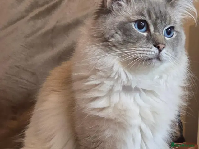 Ragdoll cats for stud: *Stud* gccf & tica registered Blue tabby point - Advert 2
