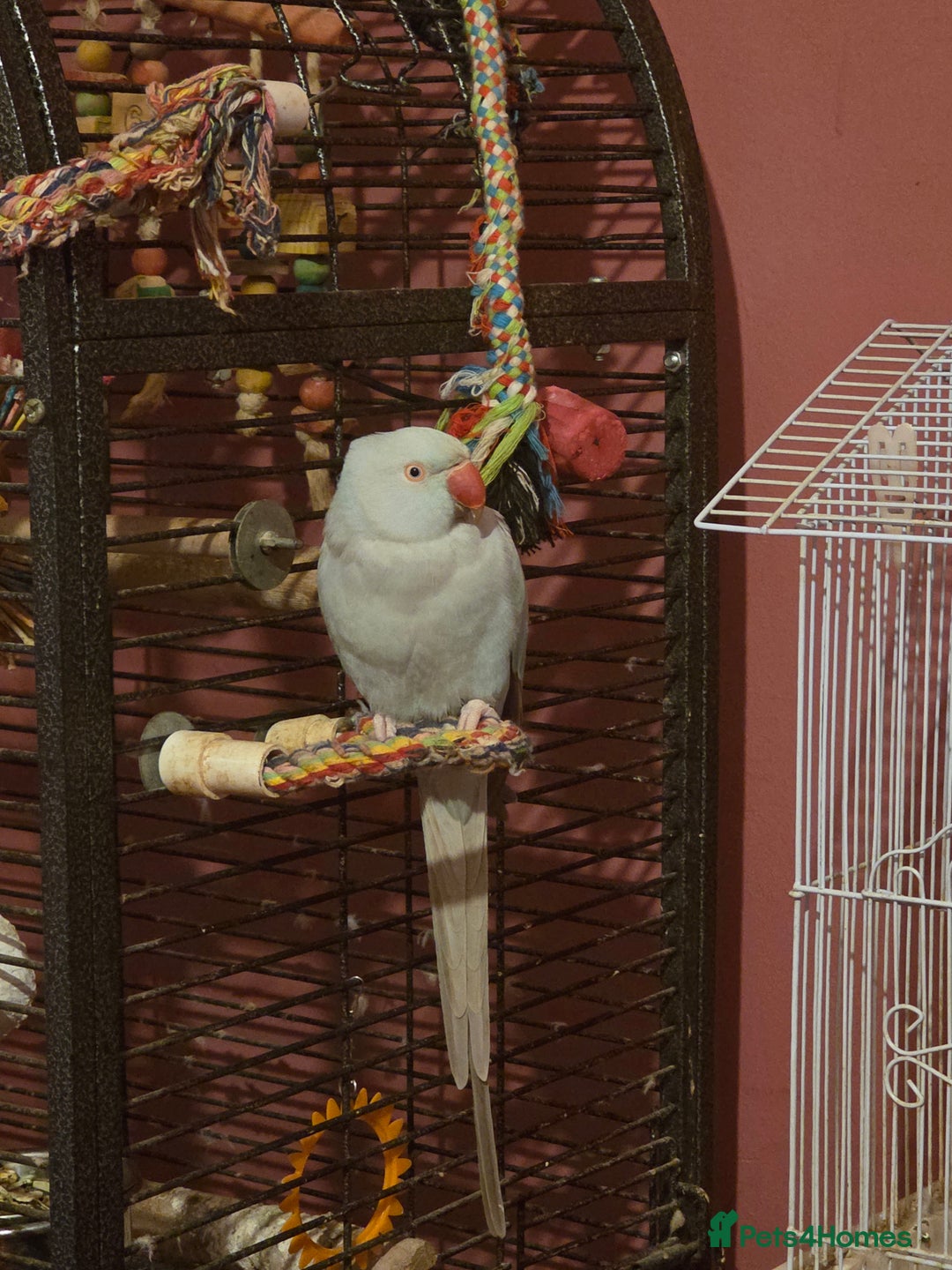 Parakeets birds for sale: parakeet parrot  - Advert 2