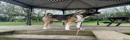 Huskita dogs for sale: Akita with 6% husky (Huskita) - Advert 16