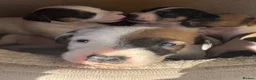 Jack Russell dogs for sale: 6 beautiful Jack russle puppies  in Bristol - Advert 9