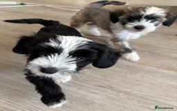 Chinese Crested dogs for sale: powderpuff Chinese crested had both injections  - Image 6
