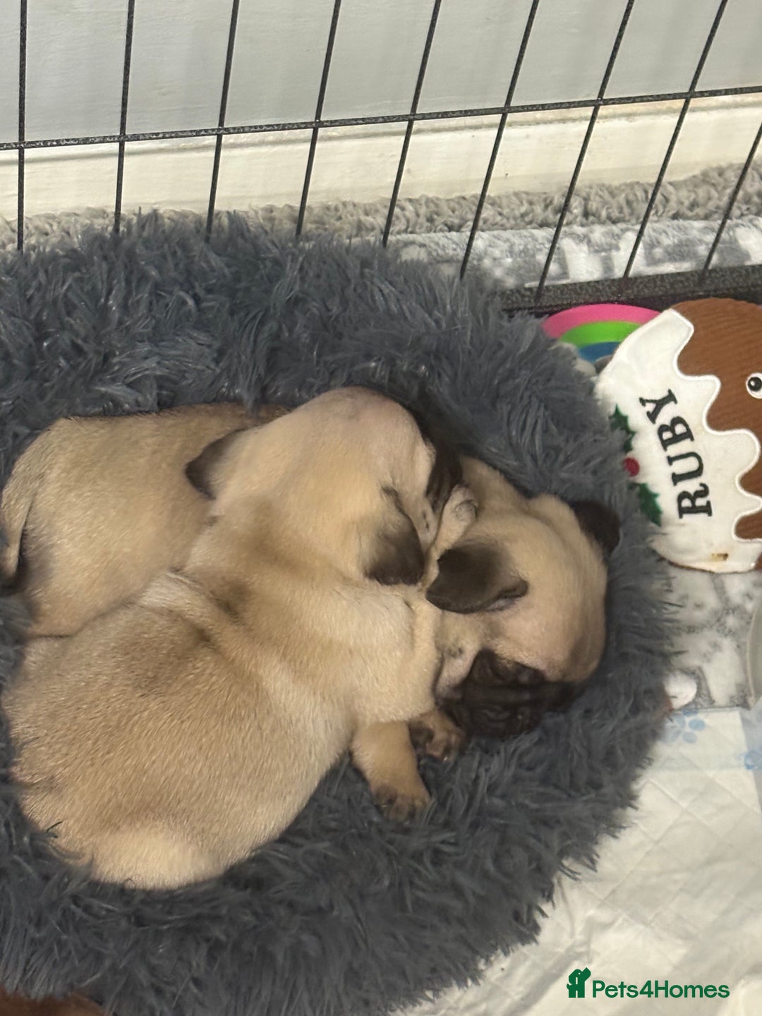 Pug dogs for sale: Gorgeous puppy pugs  - Advert 3