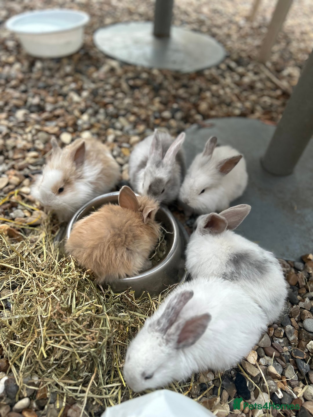 Mixed Breed rabbits for sale: Mixed bunnies - Image 2