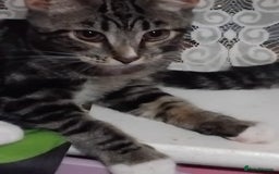 Mixed Breed cats for sale: Older Kittens for sale - Image 1