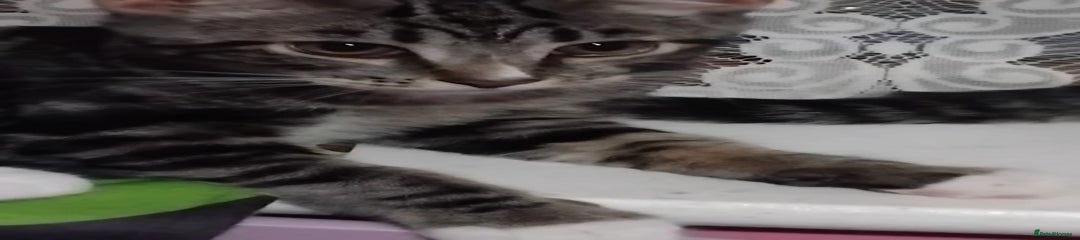 Mixed Breed Kitten 1
