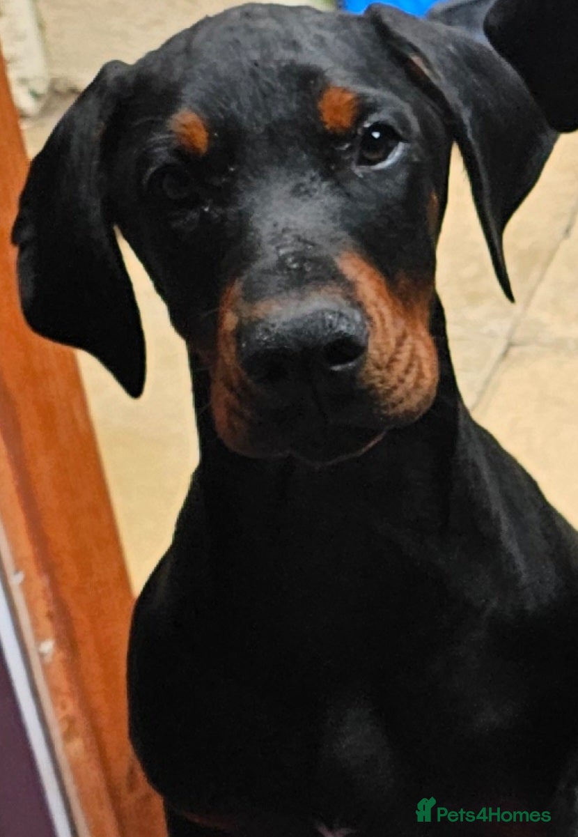 Dobermann dogs male & females - Advert 4