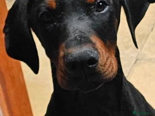 Dobermann dogs - Advert 2