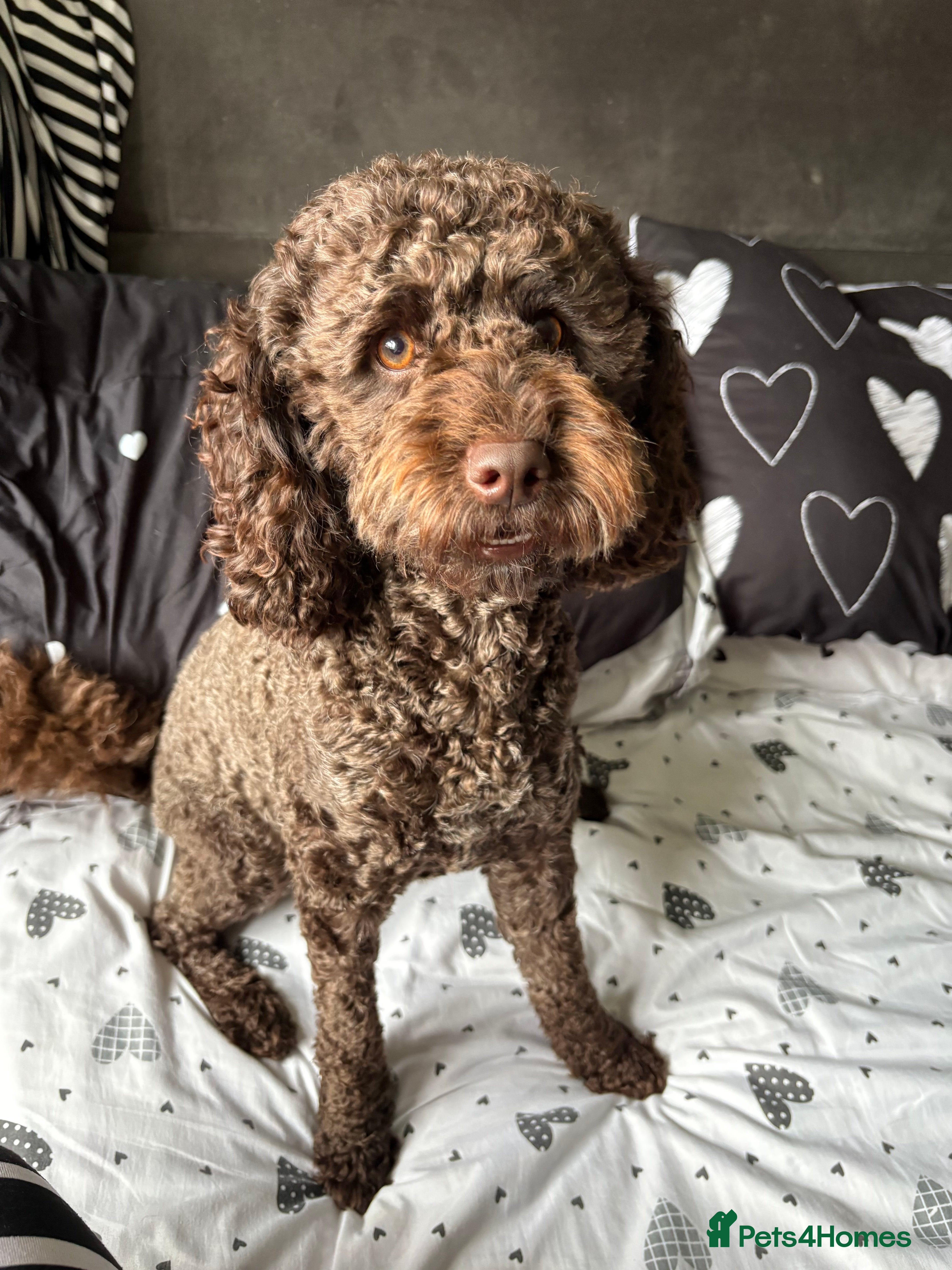 Mixed Breed dogs Female cockapoo  - Advert 4