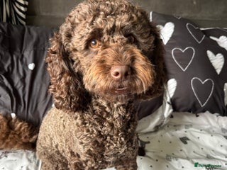 Mixed Breed dogs Female cockapoo - Advert 4