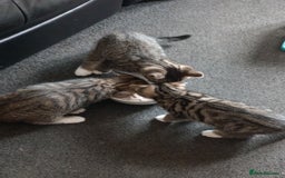 Mixed Breed cats for sale: 3 ADORABLE STRIPEY FURBALLS  - Image 18