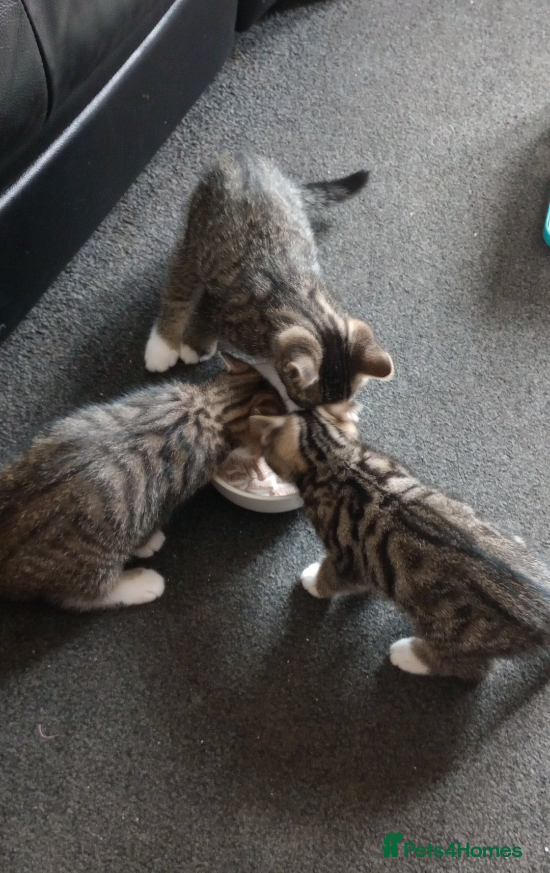 Mixed Breed cats for sale: 3 ADORABLE STRIPEY FURBALLS  - Image 18