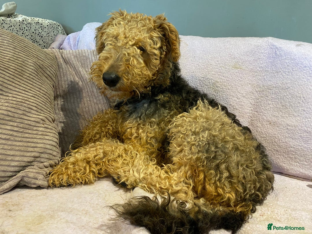 Airedale Terrier dogs for sale: Pure breed Airedale Terriers for sale - Advert 2