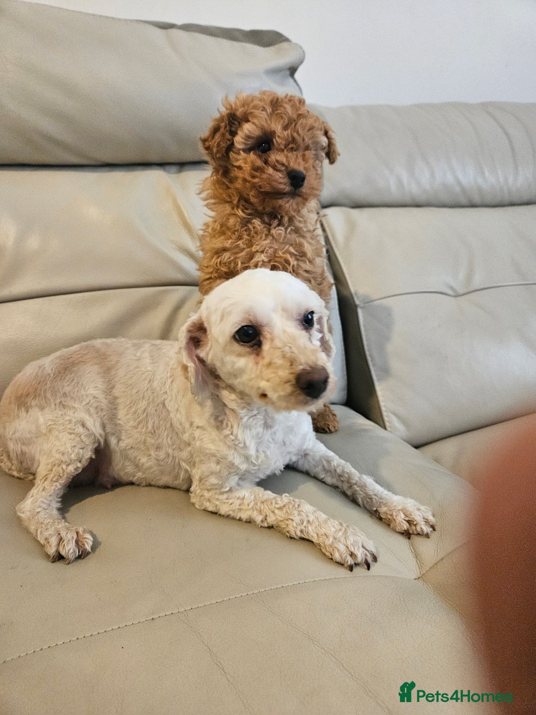 Toy Poodle dogs for sale: Last toy poodle boy remaining  - Advert 9