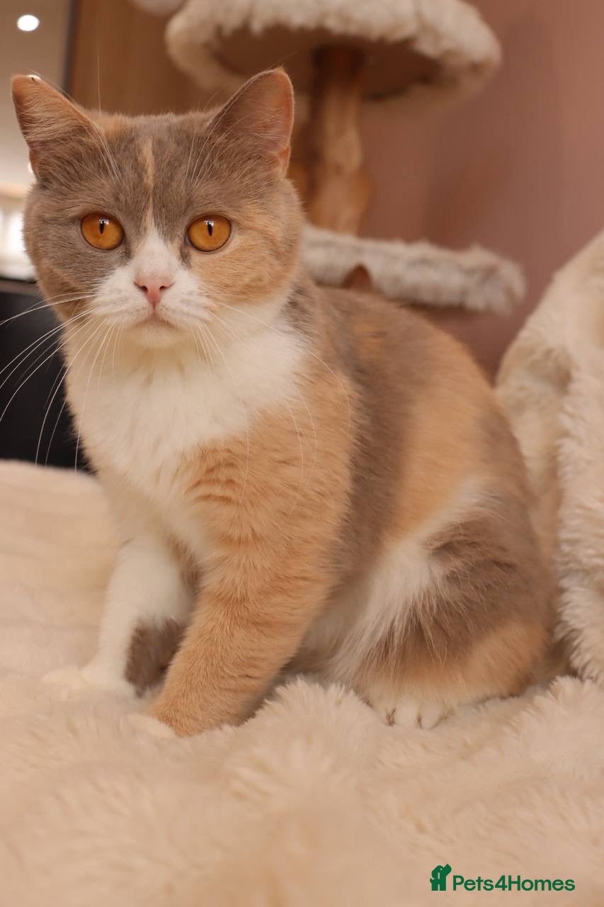 British Shorthair cats Ready Stunning Chocolate Champion bloodline BSH - Advert 2