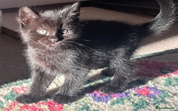 British Shorthair cats for sale: Three full tabby kittens and one black kitten - Image 15