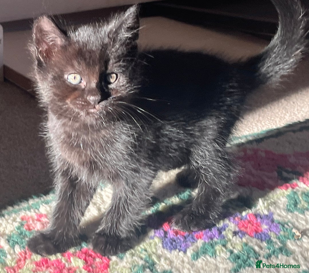 British Shorthair cats for sale: Three full tabby kittens and one black kitten - Image 15