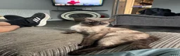 Mixed Breed cats for sale: Maincoon cross Siamese in Ilkeston - Advert 1