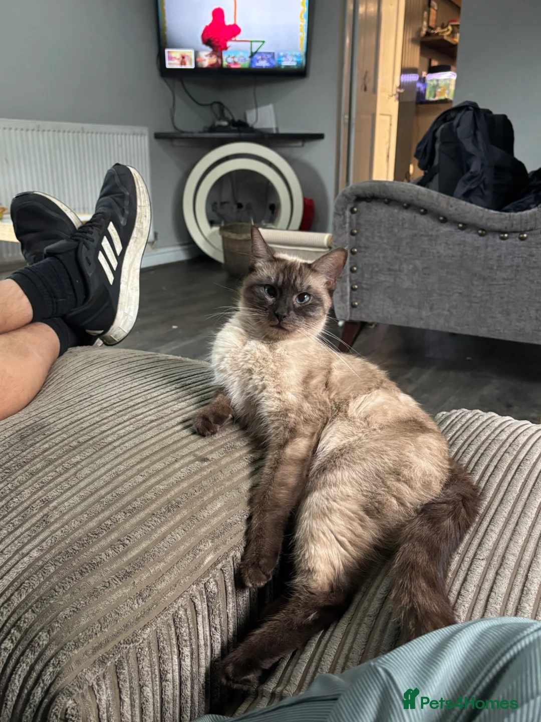 Mixed Breed cats for sale: Maincoon cross Siamese in Ilkeston - Advert 1