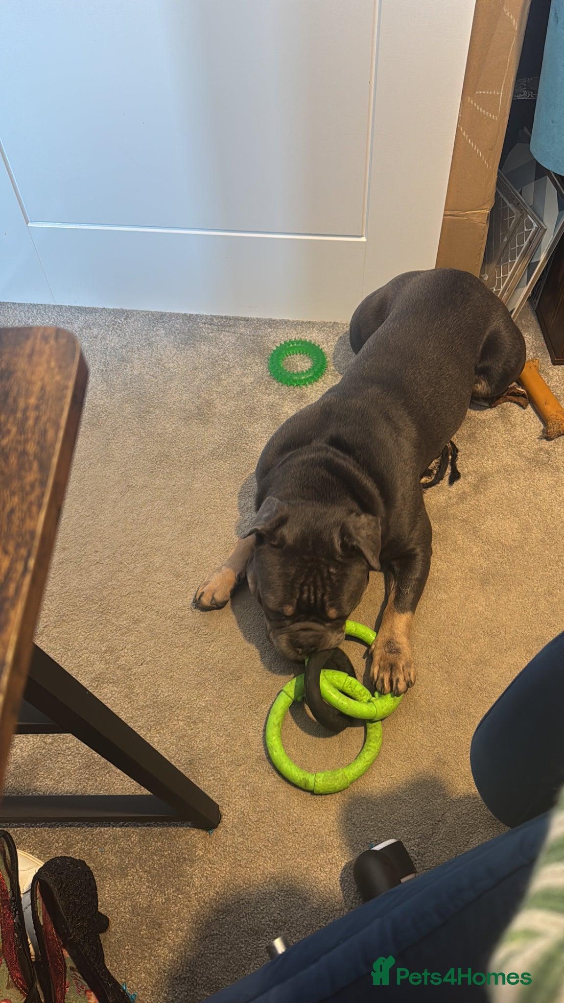 Mixed Breed dogs for sale: One year old French x olde English bulldog in Knaresborough - Advert 5