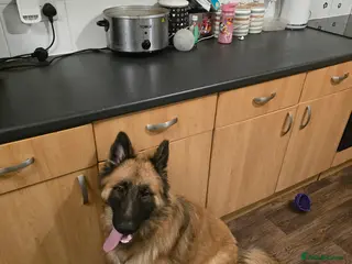 Mixed Breed dogs ** ** ** - Advert 5