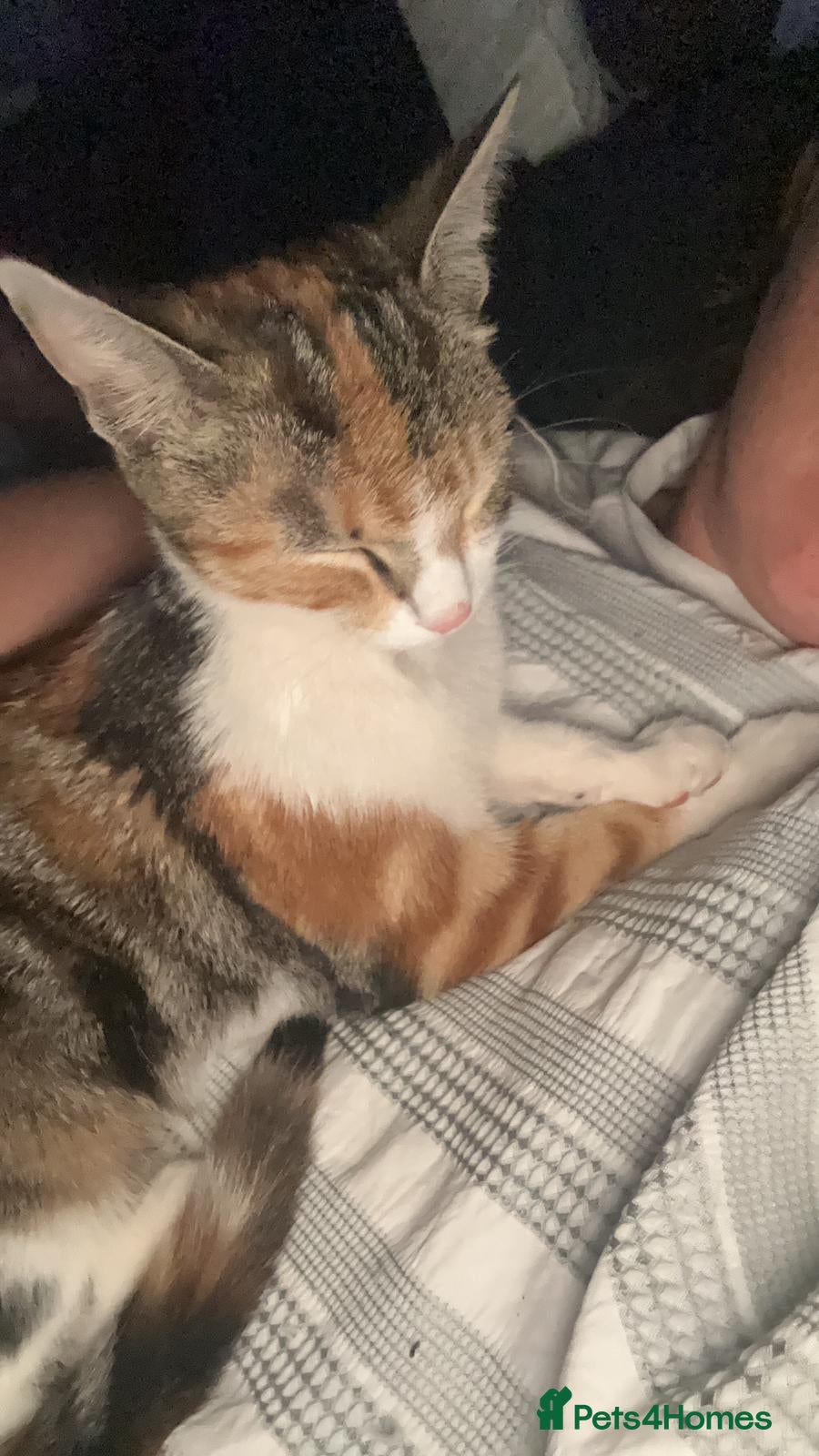 Mixed Breed cats White and Ginger female only available !!!! - Advert 2