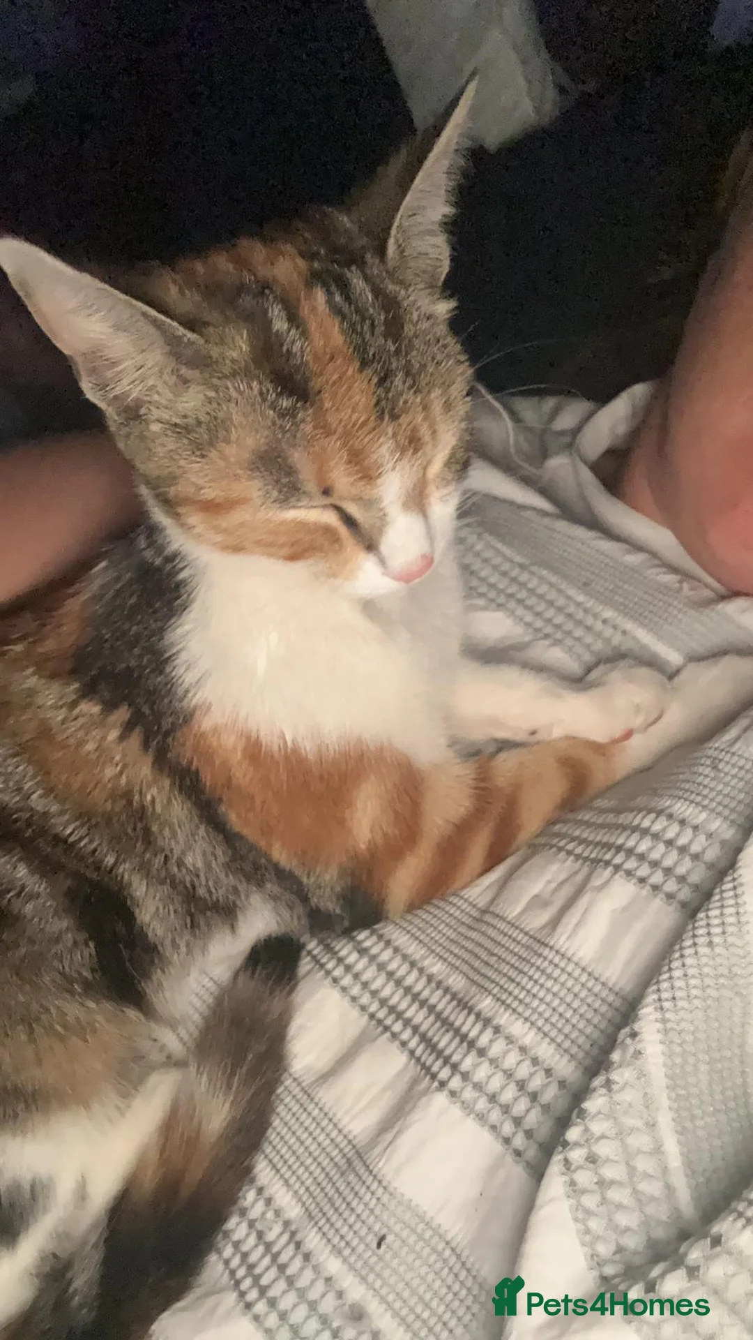 Mixed Breed cats for sale: White and Ginger female only available !!!! - Advert 2