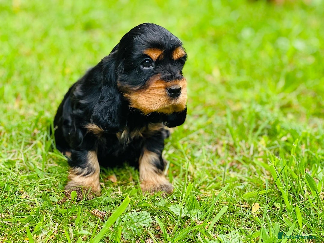 Cocker Spaniel dogs for stud: 100% SHOW TYPE, KC REGISTERED, 100% SUCCESS RATE in Crewe - Image 12