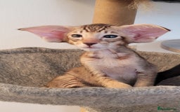 Oriental cats for sale: Oriental Shorthair kittens  - Image 2